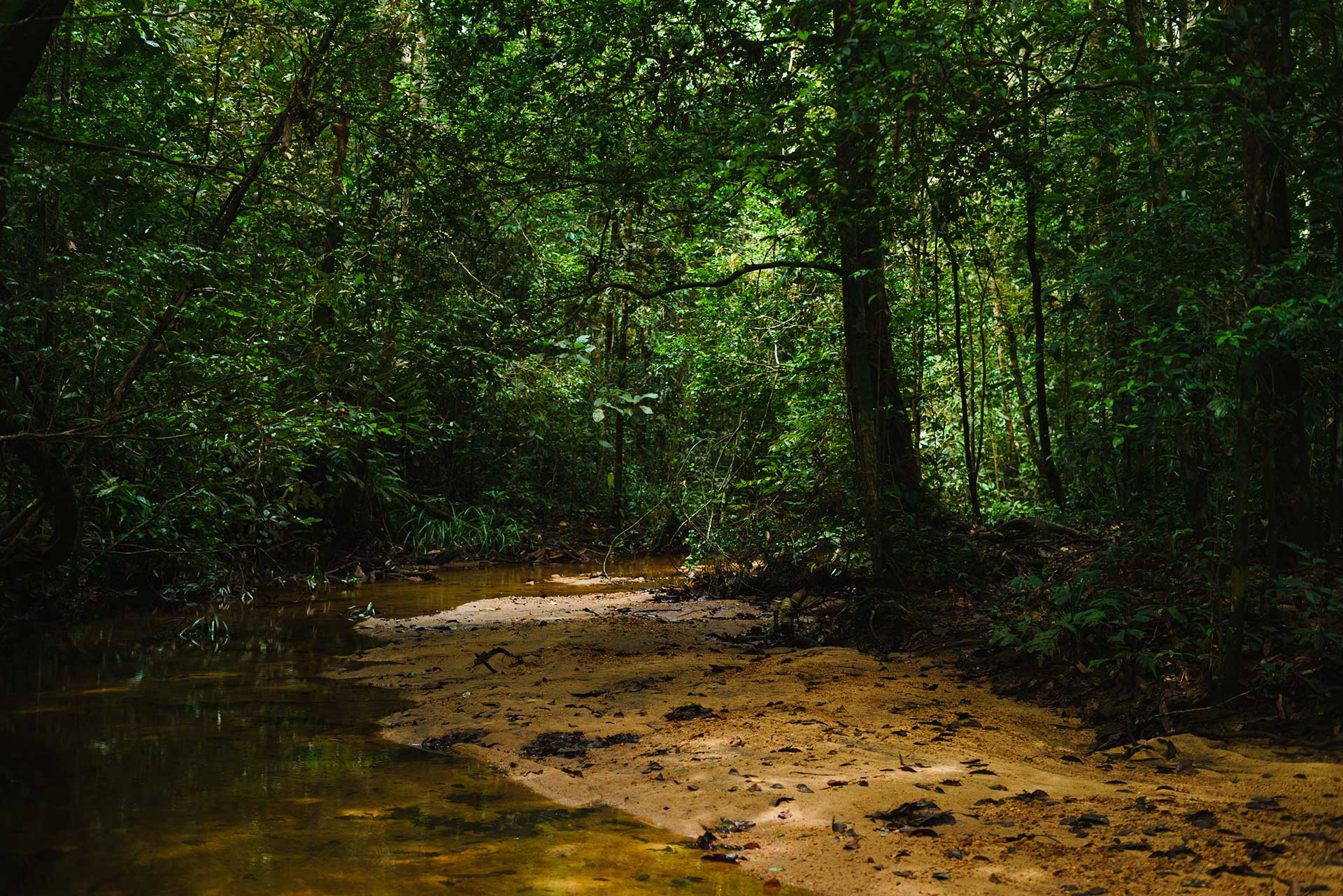 Sinharaja Rainforest