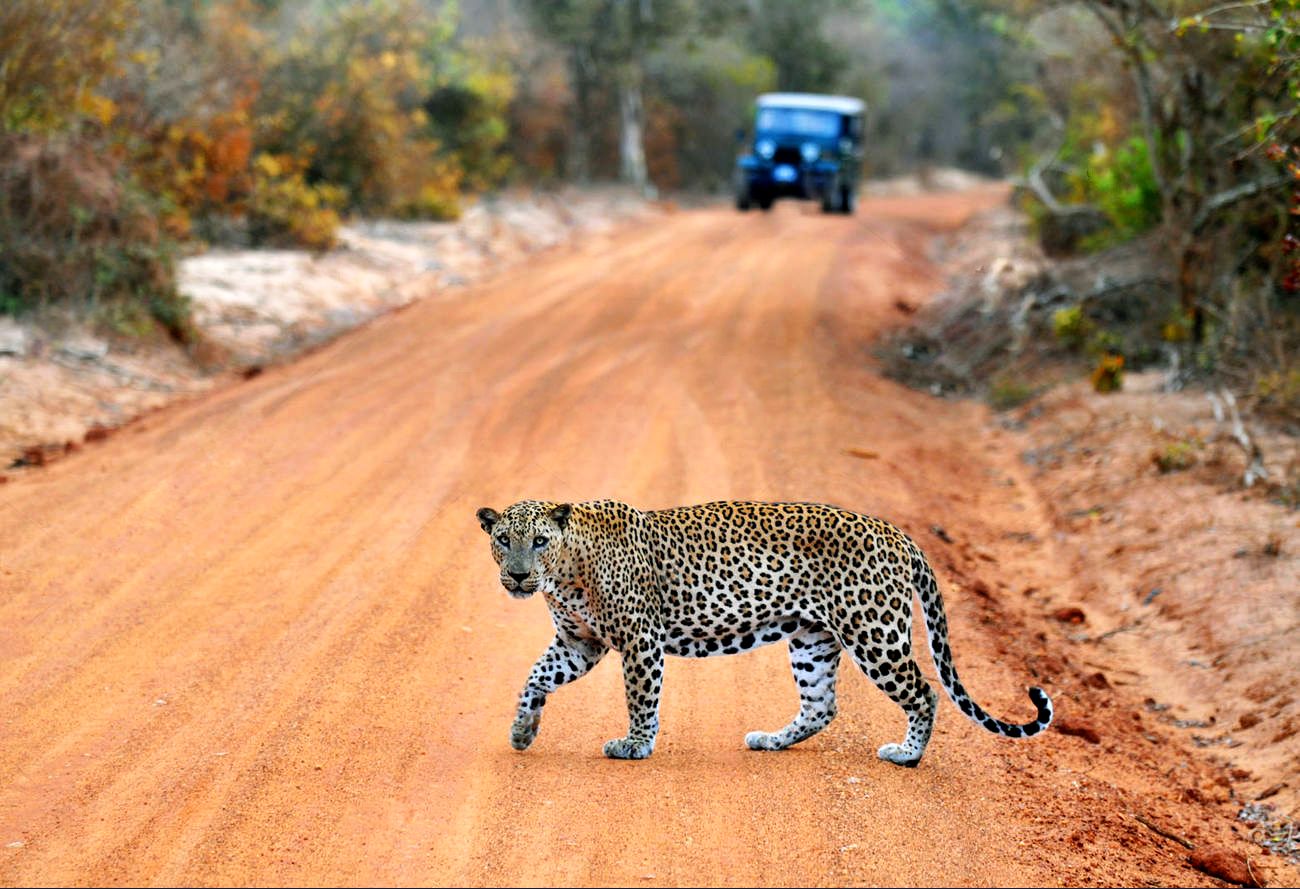 Yala Safari